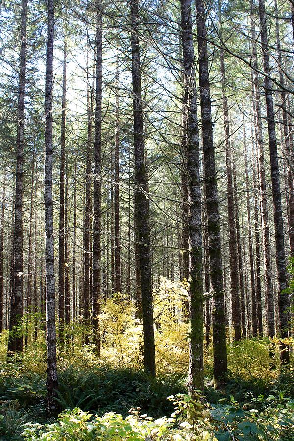 Tall Trees Photograph by Brian Eberly