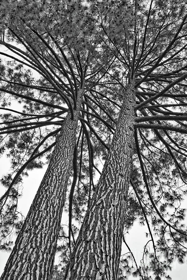 Tall Trees in Black and White HDR Photograph by Carol Groenen