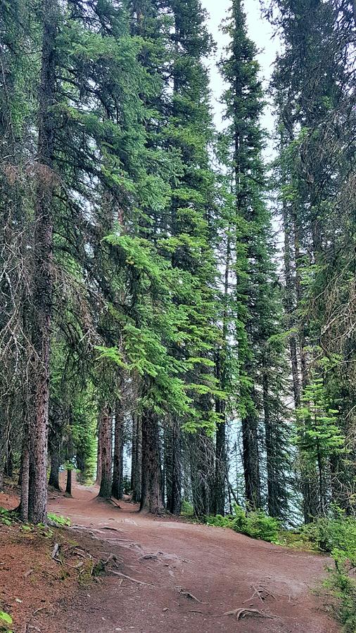 Tall trees of Moraine Lake Alberta  Photograph by Nadia Seme