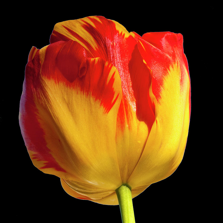 Tall Tulip Photograph by Cathy Kovarik