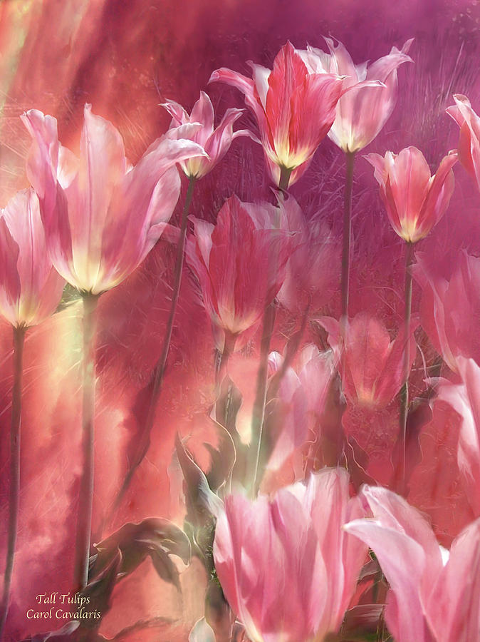 Tulip Mixed Media - Tall Tulips by Carol Cavalaris