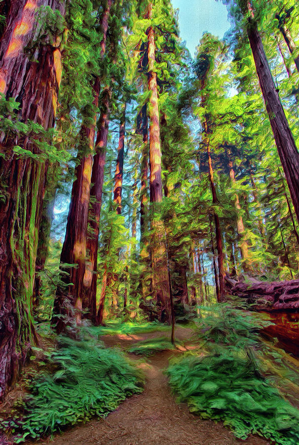Tall Warriors - California Redwoods AP Digital Art by Dan Carmichael