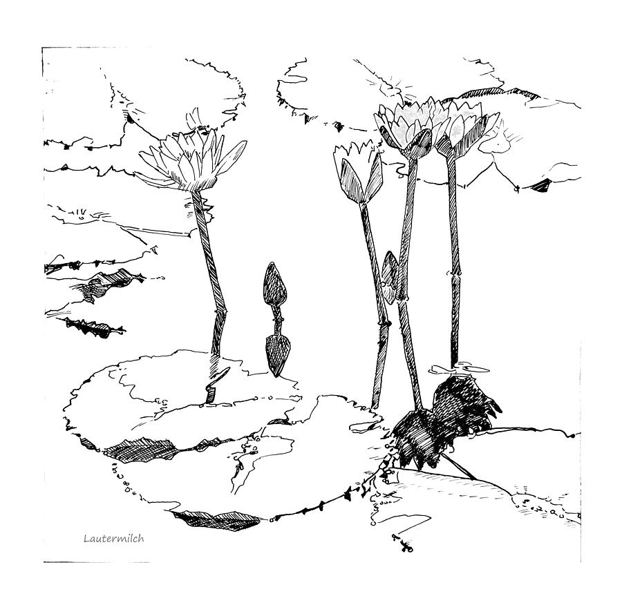 Tall Water Lilies Drawing by John Lautermilch