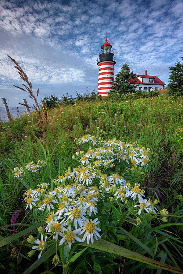 Flower Photograph - Tall White Asters at West Quoddy Head by Rick Berk