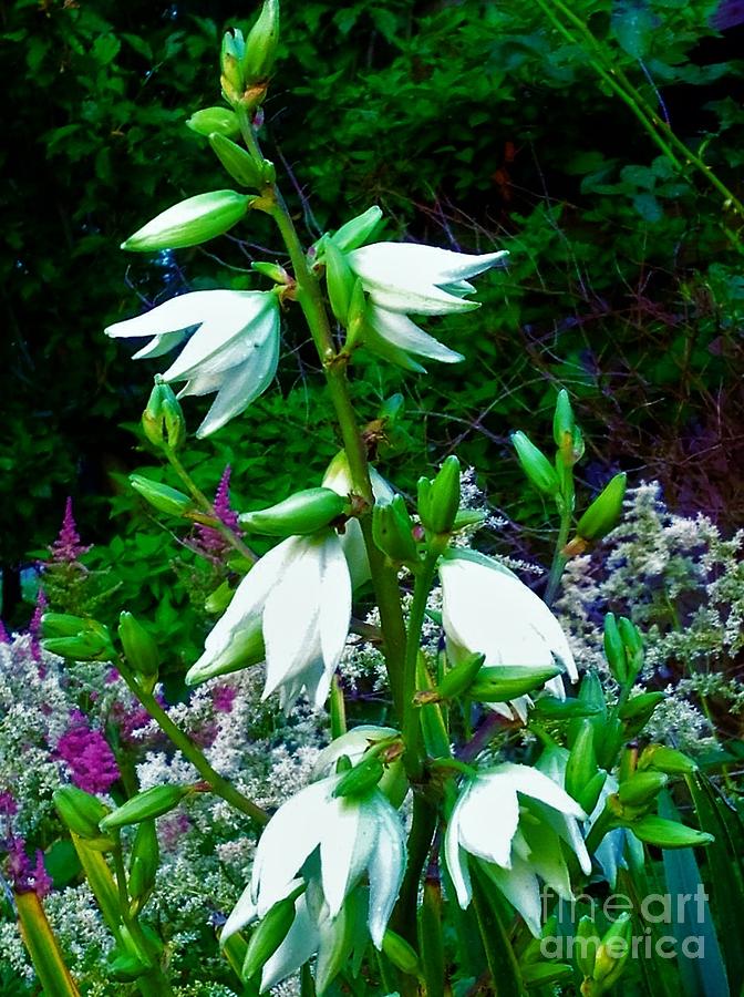 Tall White Flower Photograph