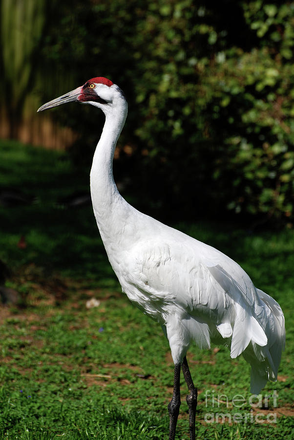 Tall Whooping Crane Standing on Thin Legs Photograph by DejaVu Designs