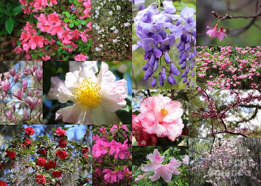 Tallahassee Springtime Collage Photograph by Carol Groenen