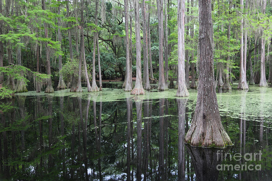 Tallahassee Swamp Photograph by Carol Groenen