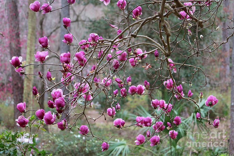 Magnolia Movie Photograph - Tallahassee Treasures - Pink Magnolias by Carol Groenen