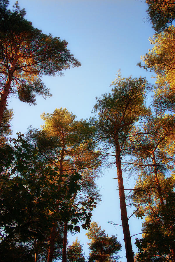 Tallest Trees Photograph by Vicki Field - Fine Art America