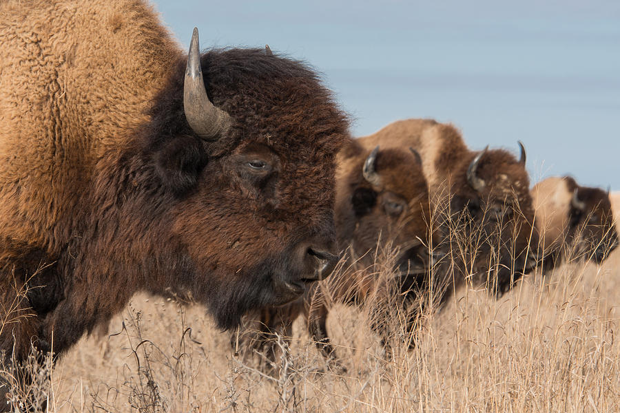 Tallgrass Prairie Buffalo Photograph by Bert Peake