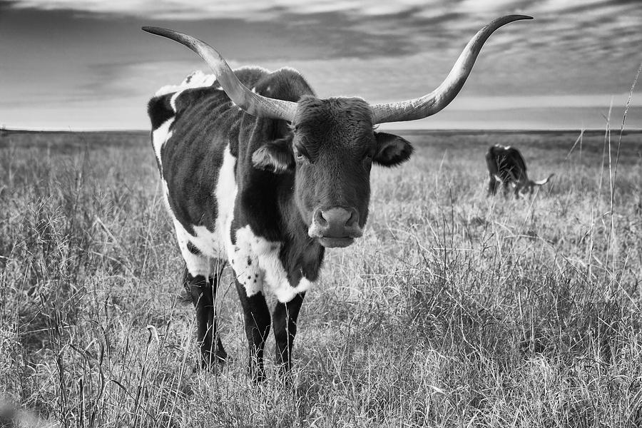 Tallgrass Prairie Longhorn Black and White Photograph by Bert Peake