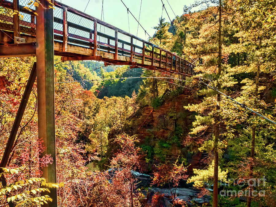 Tree Photograph - Tallulah Gorge Suspension Bridge by David Lane