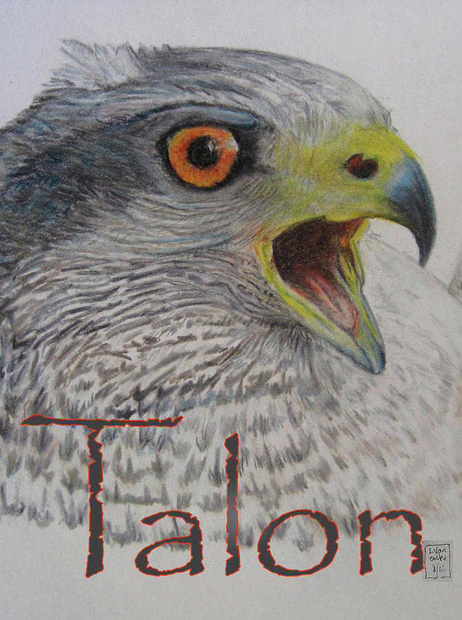 Hawk Drawing - Talon Close Up by Lucien Van Oosten Hawk Drawing - Talon Close Up by Lucien Van Oosten