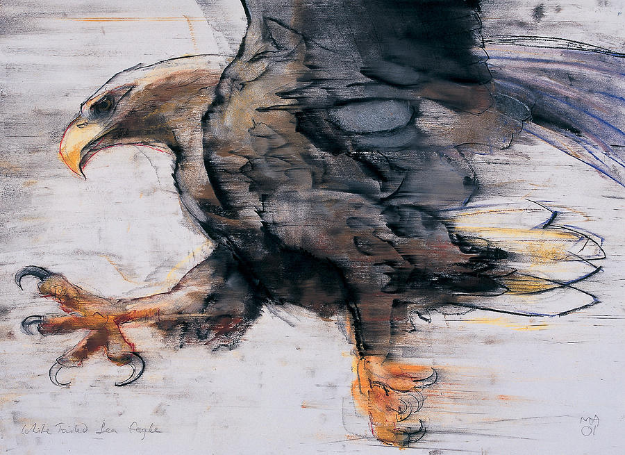 Talons   White tailed Sea Eagle Drawing by Mark Adlington