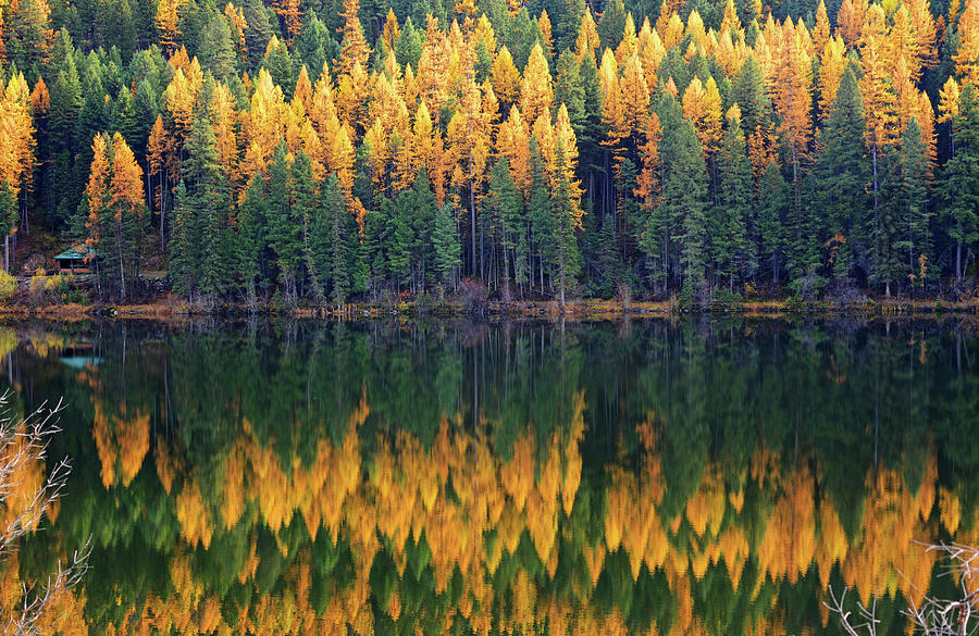 Tamarack Autumn Photograph by Whispering Peaks Photography