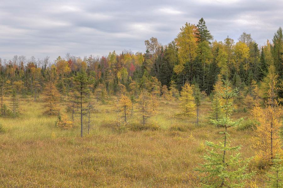 Tamarack Field Fall Color, Northern Wisconsin Photograph by Paul Schultz