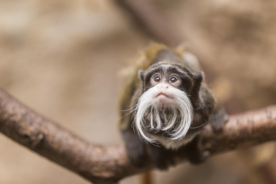 Wildlife Photograph - Tamarin Monkey 1 by John Brueske