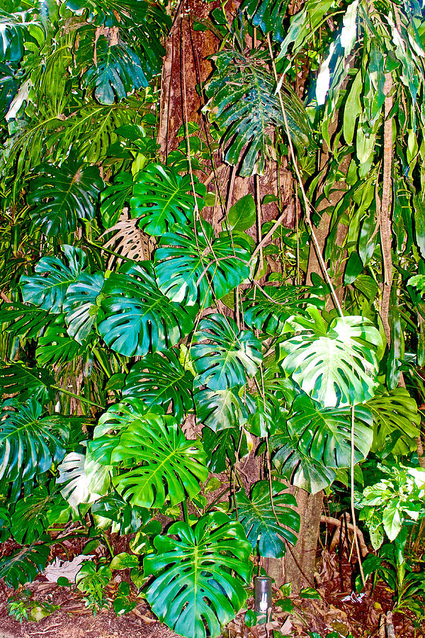 Brazil Photograph - Tamboril Plant in Bourbon Resort Gardens near Iguazu Falls National Park-Brazil by Ruth Hager