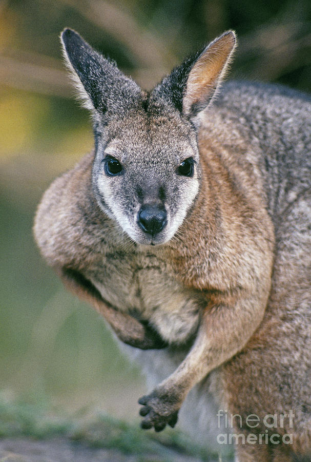 Wildlife Photograph - Tamma Wallaby by Greg Vaughn - Printscapes