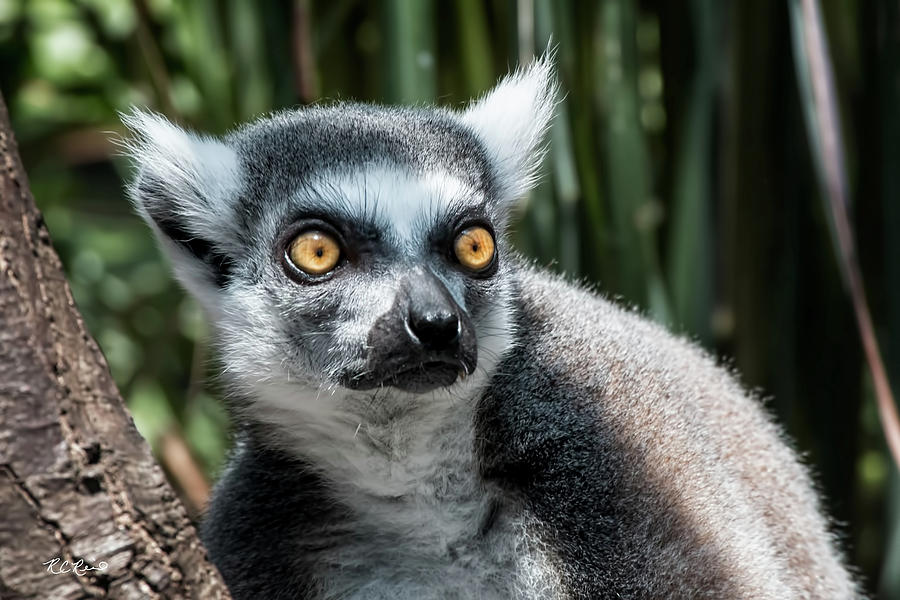 Tampa Aquarium - Bright-eyed Madagascar Lemur  Photograph by Ronald Reid