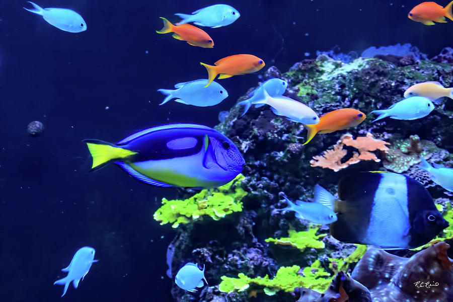 Tampa Aquarium - Colorful School of Fish Photograph by Ronald Reid