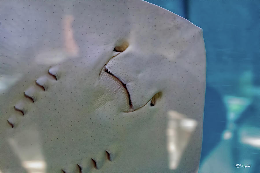 Tampa Aquarium - Stingray Underside Photograph by Ronald Reid