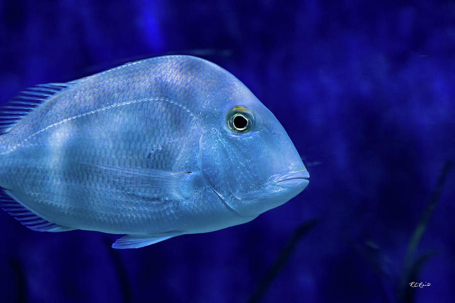 Tampa Aquarium - Translucent Fish Photograph by Ronald Reid