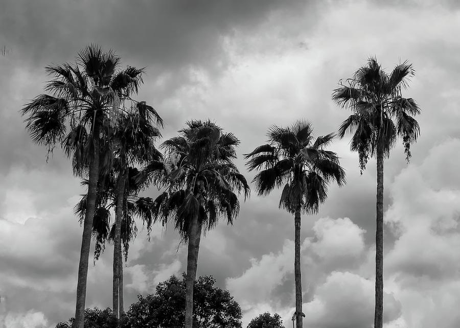 Tampa Palms Photograph by Robert Wilder Jr