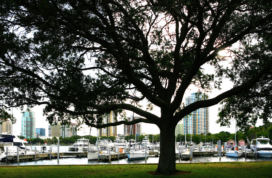 Tampa Shoreline and Skyline Through Tree Photograph by Marilyn Hunt
