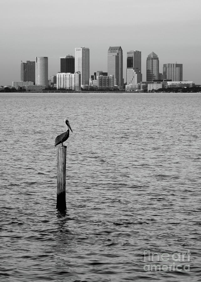 Tampa Skyline and Pelican Black and White Photograph by Carol Groenen