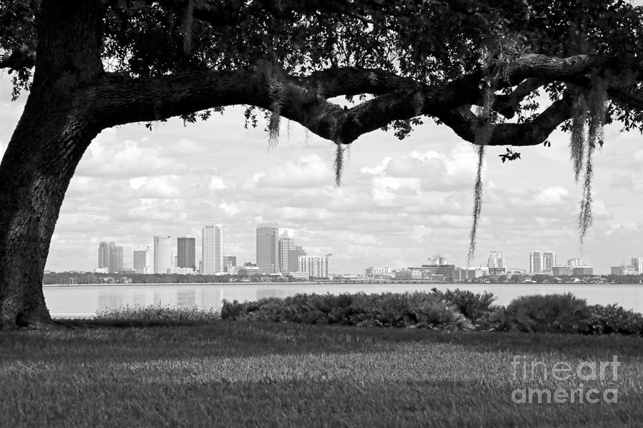 Tampa Skyline through Live Oak - Black and White Photograph by Carol Groenen