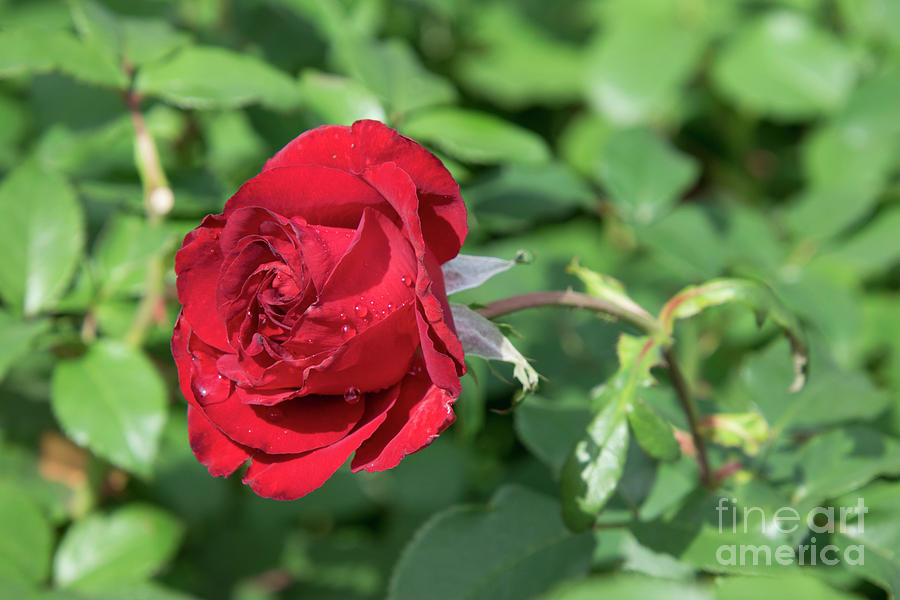 Tamron 18 400mm F 3 5 6 3 Di Ii Vc Hld Macro On A Red Rose Photograph By Joe Kunzler