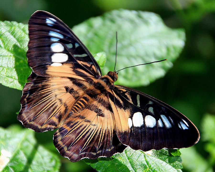 Tan and Black Butterfly Photograph by Bob Slitzan