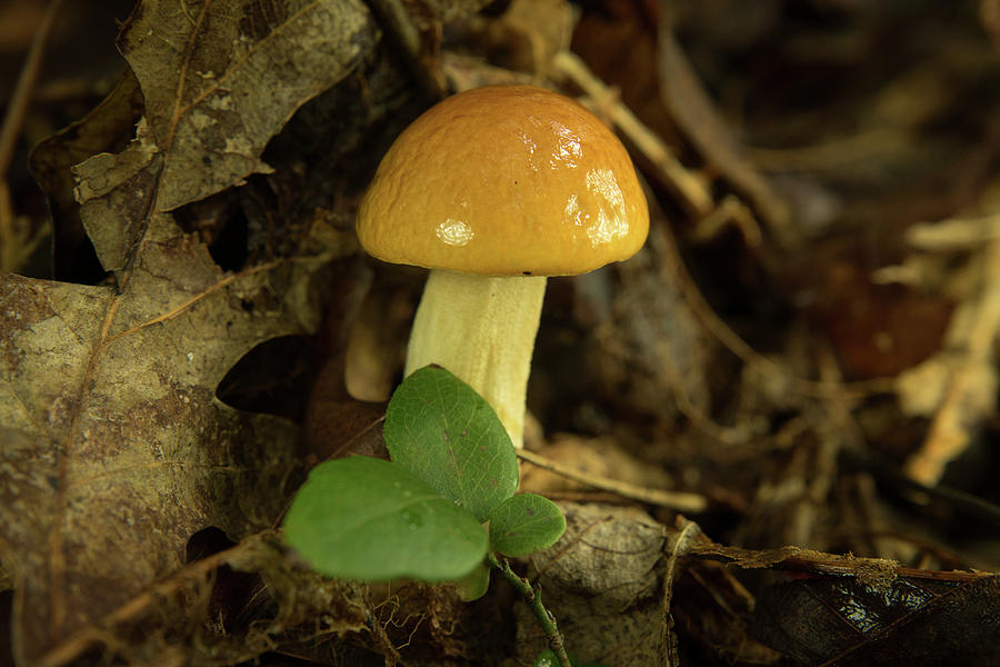 Tan Shiny Mushroom with a Touch of Green Photograph by Douglas Barnett