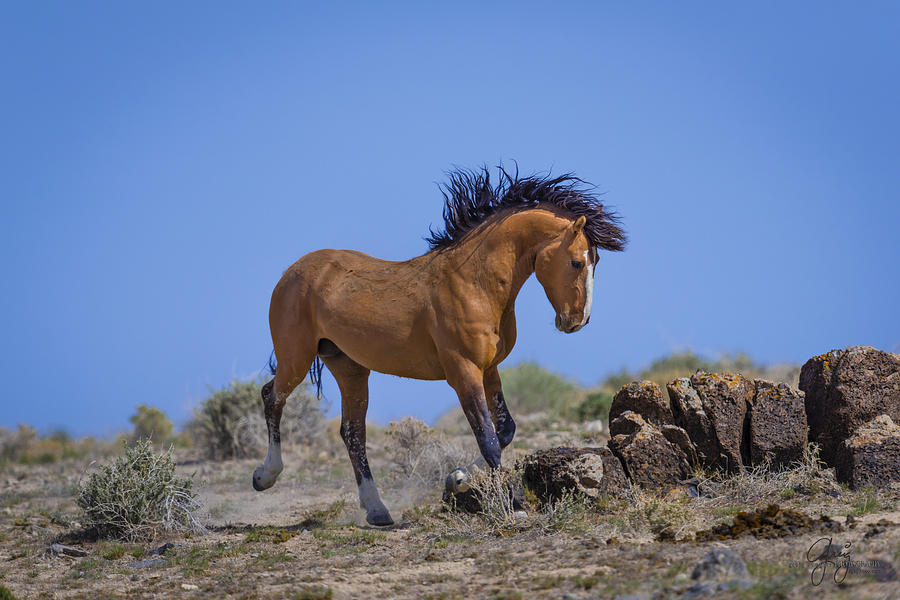 Tan Stallion Alone 2 Photograph by Greig Huggins | Fine Art America