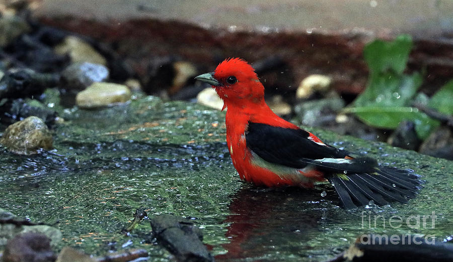 Tanager Bath Photograph by Elizabeth Winter