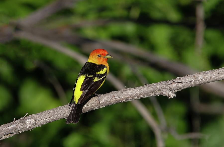 Tanager Photograph by Ronnie And Frances Howard