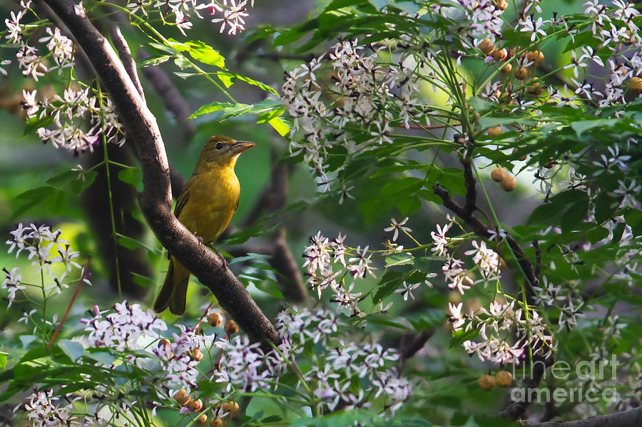 Tanager with Chinaberry Blossoms Photograph by Gary Holmes