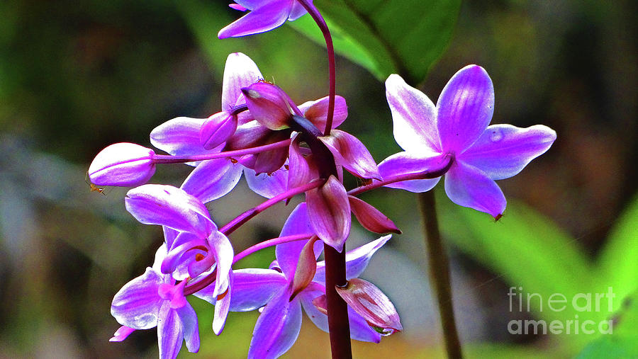 Tanah Merah Wild Orchids  Photograph by Eunice Warfel