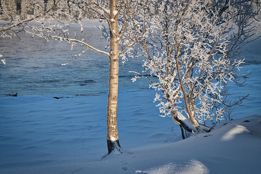 Tanana River Bank in Winter Photograph by Cathy Mahnke