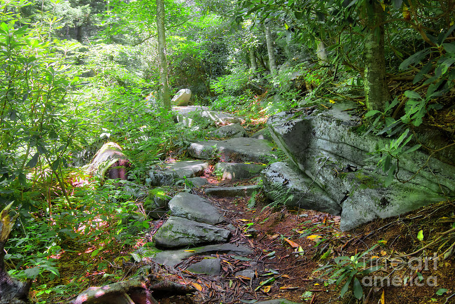 Nature Photograph - Tanawha Trail by James Foshee Nature Photograph - Tanawha Trail by James Foshee