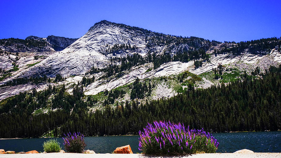 Tanaya Lake Wildflowers Yosemite Photograph by Lawrence S Richardson Jr