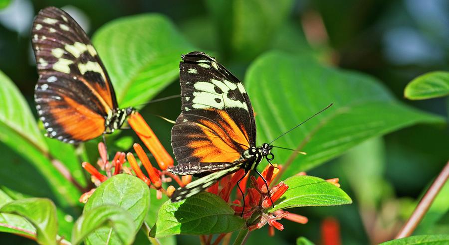 Tandem Butterflies Photograph by Garvin Hunter - Pixels