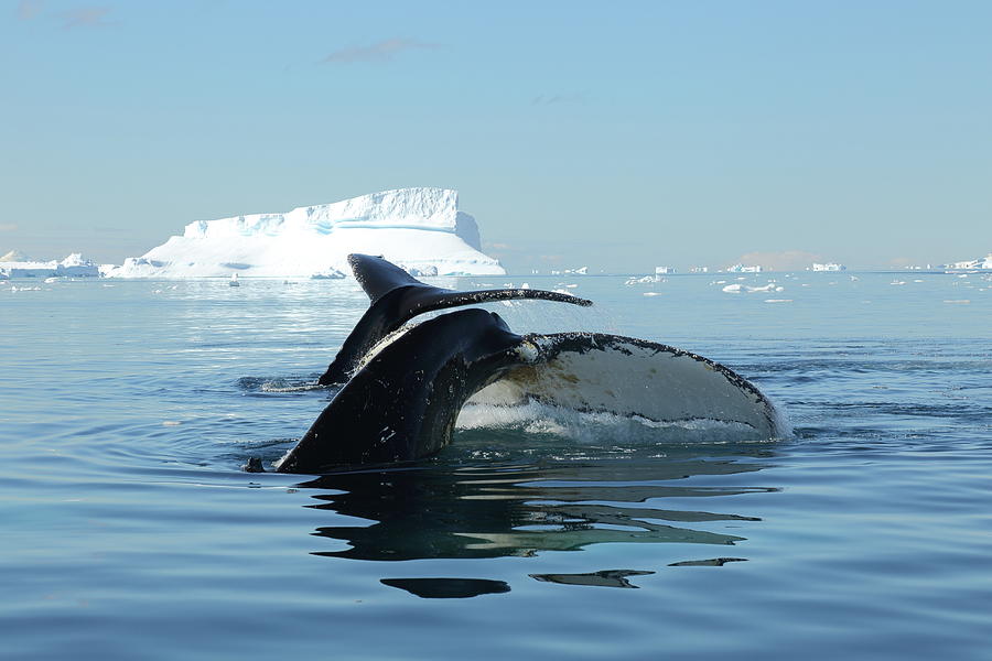 Tandem Humpback Whale Flukes Photograph by Bruce J Robinson