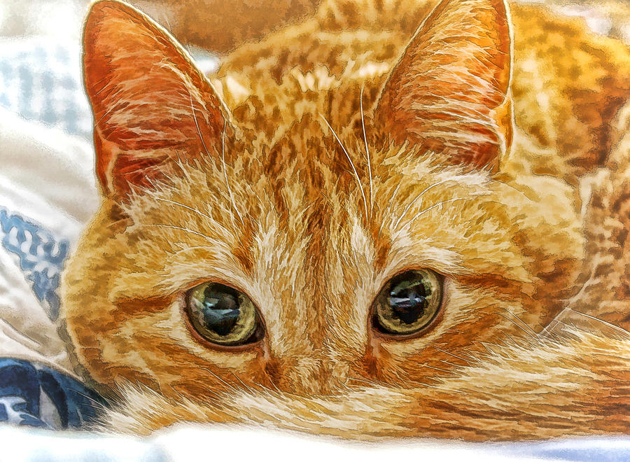 Tang The Orange Tabby DWC Photograph by Kevin Anderson
