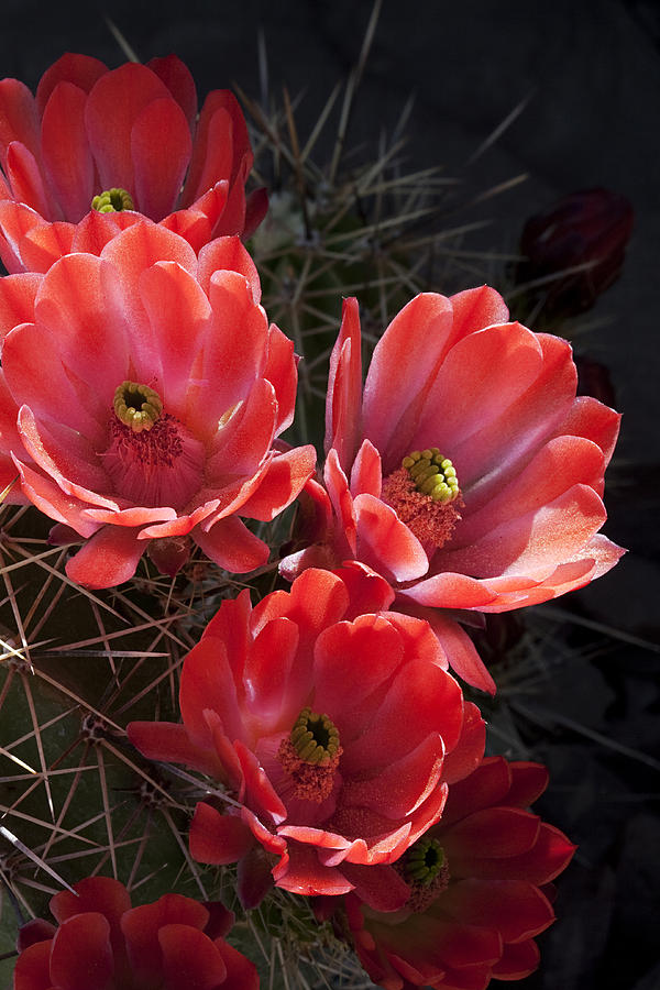 Tangerine Cactus Flower Photograph by Phyllis Denton