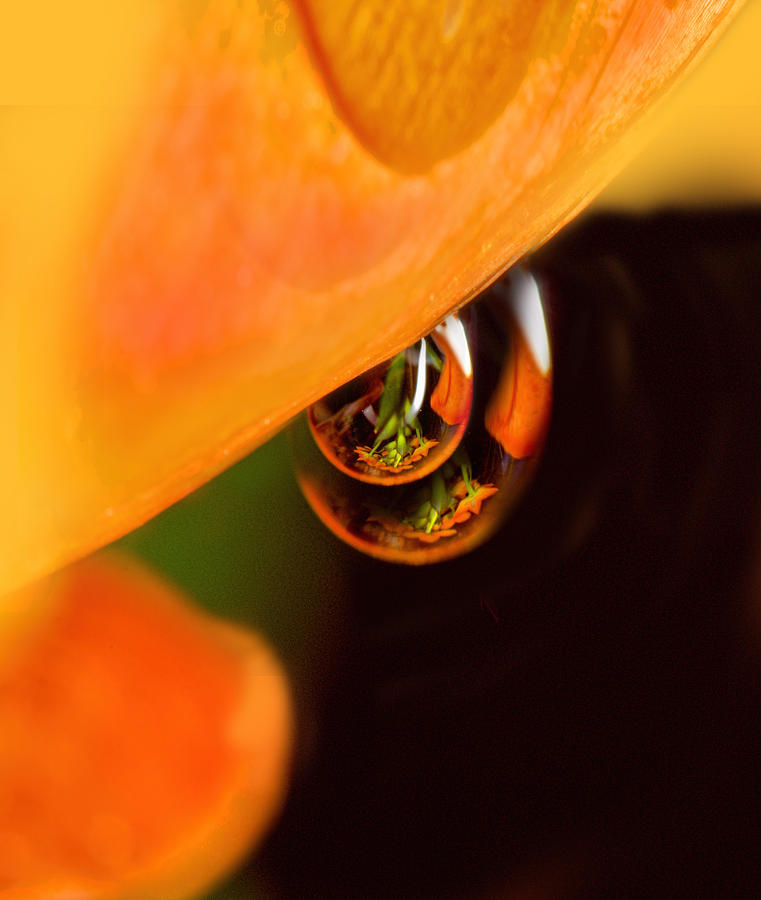 Tangerine Drops Photograph by Sue Capuano