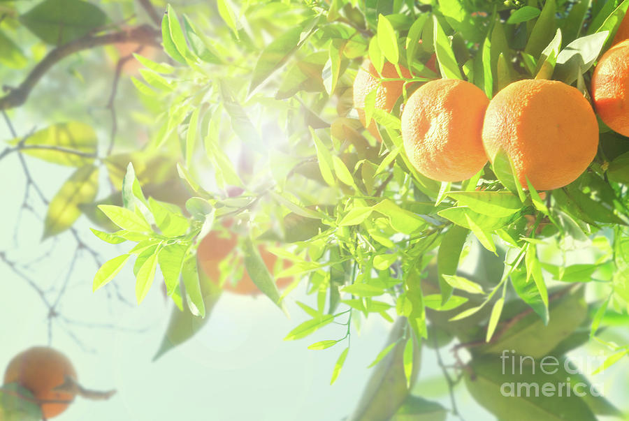 Tangerine Garden Photograph by Anastasy Yarmolovich