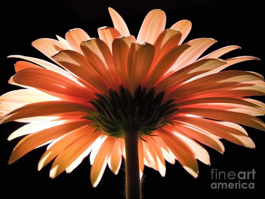 Tangerine Gerber Daisy Photograph by Chad and Stacey Hall
